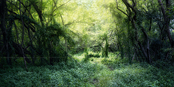 Secret Garden
