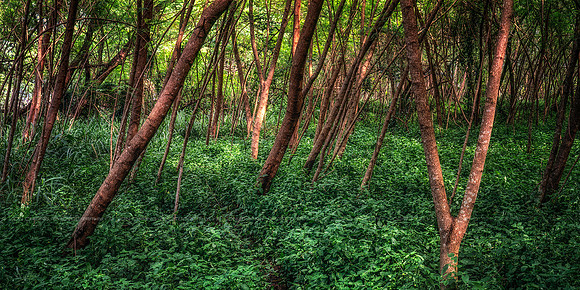 Undergrowth