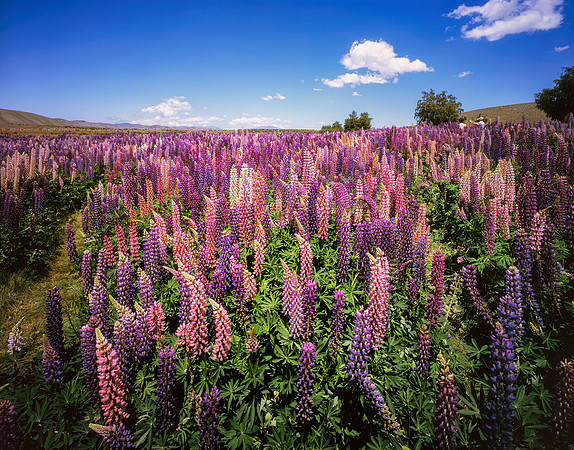 Lupinus